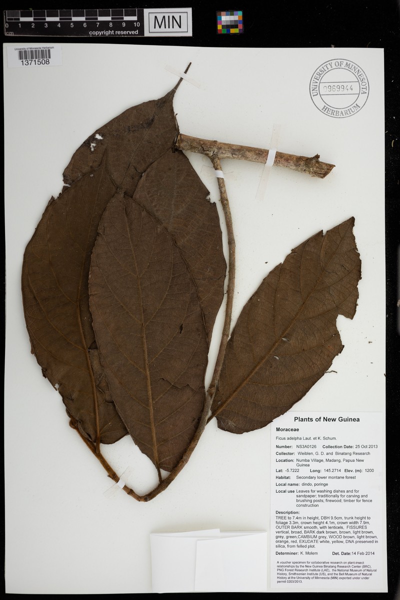 Ficus adelpha photo 5
