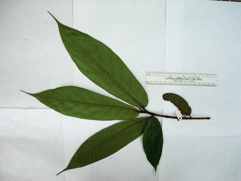 Ficus adelpha photo 6