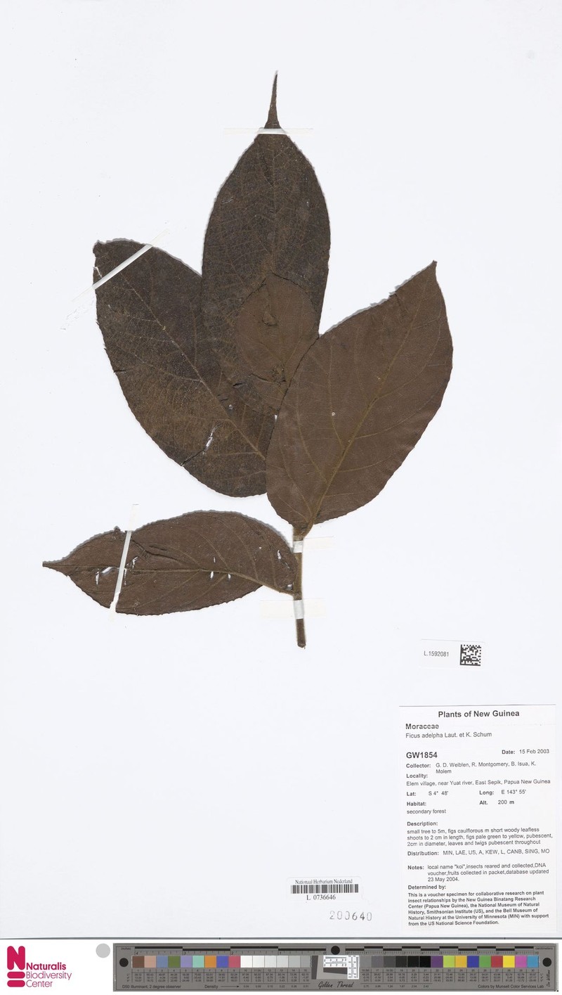Ficus adelpha photo 7