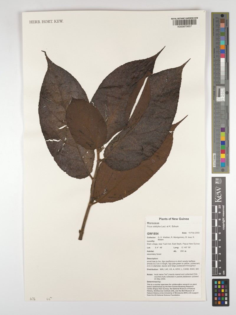 Ficus adelpha photo 8