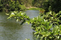 Ficus adenosperma