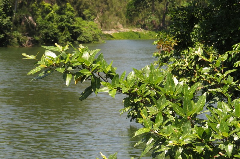 Ficus adenosperma