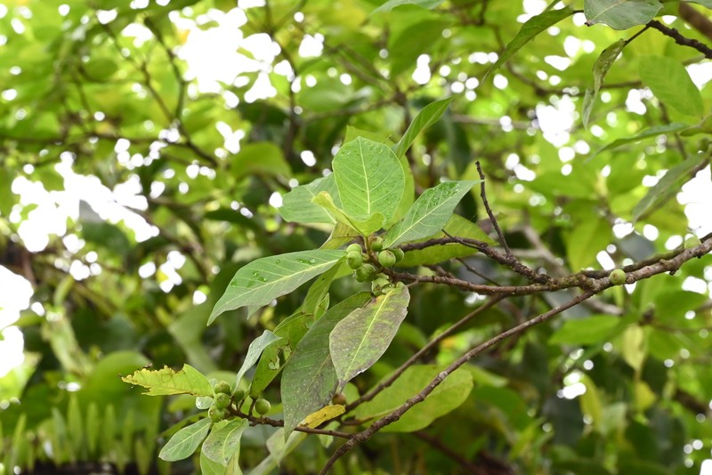 Ficus adenosperma photo 2