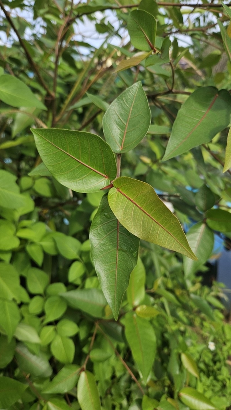 Ficus adenosperma photo 3