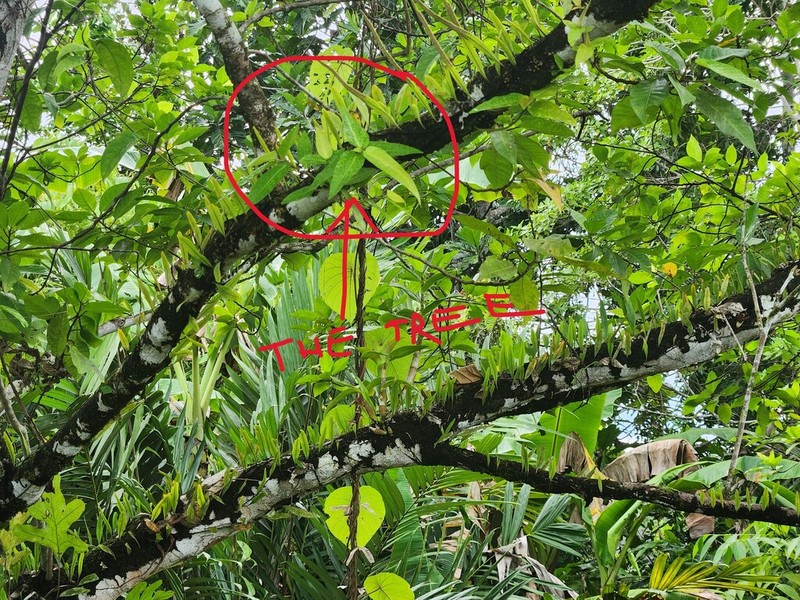 Ficus adenosperma photo 4