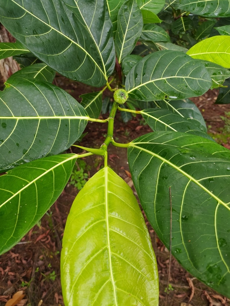 Ficus adenosperma photo 5