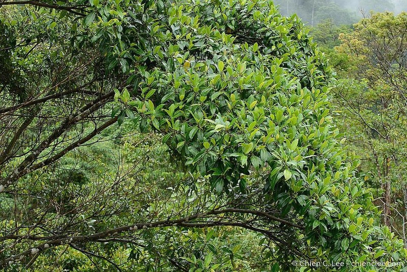 Ficus adenosperma photo 6