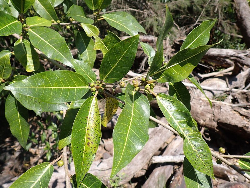 Ficus adenosperma photo 7