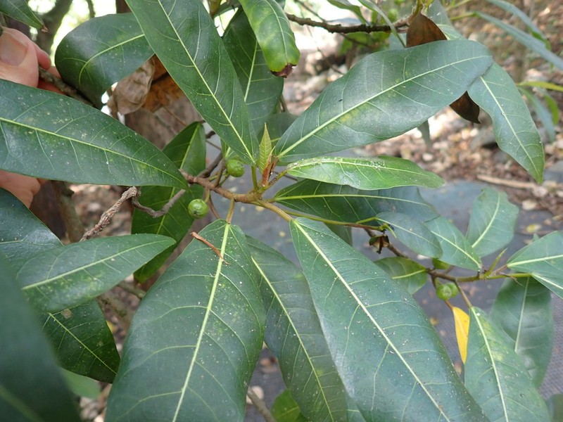 Ficus adenosperma photo 8