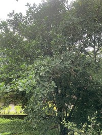 Ficus adhatodifolia