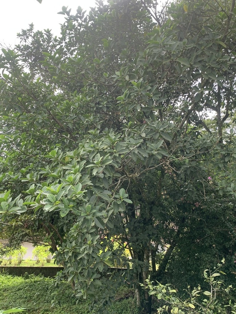 Ficus adhatodifolia