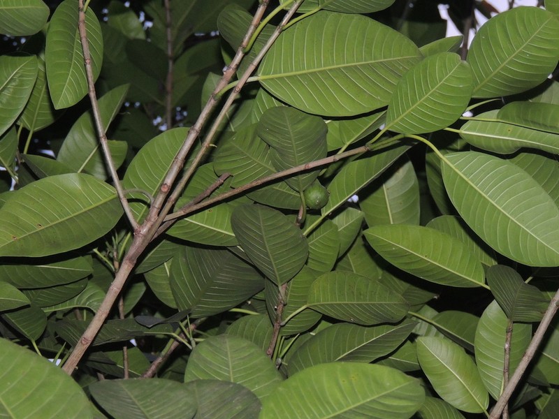 Ficus adhatodifolia photo 2