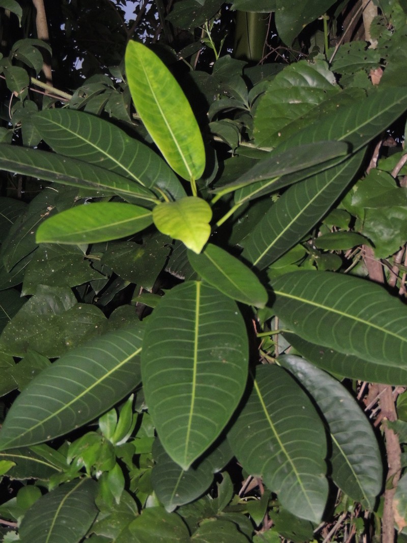 Ficus adhatodifolia photo 4