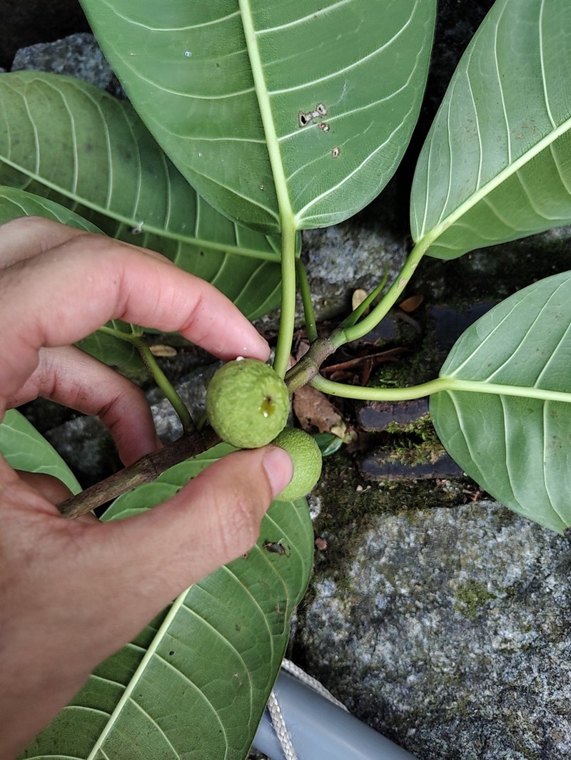 Ficus adhatodifolia photo 5