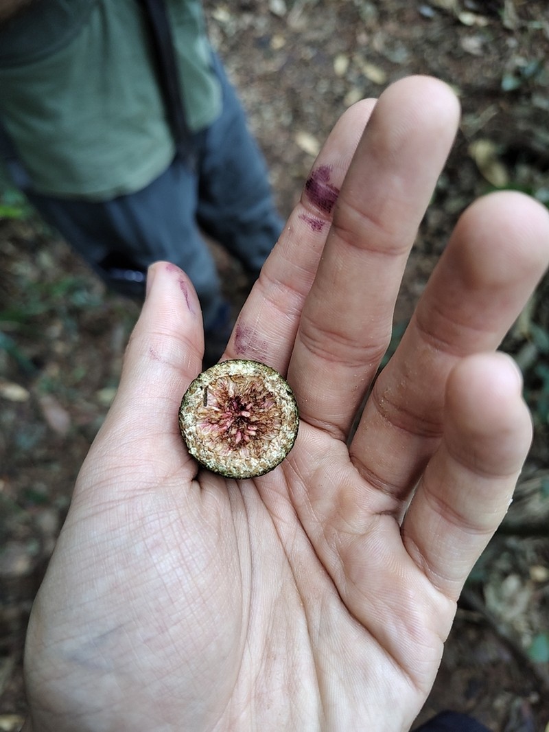 Ficus adhatodifolia photo 6