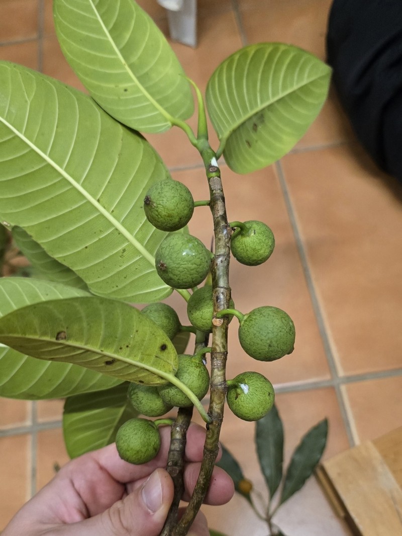 Ficus adhatodifolia photo 7