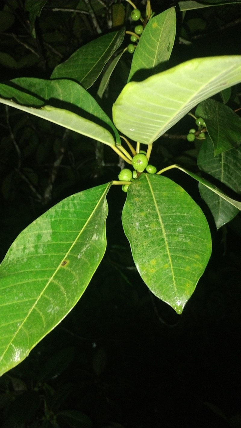 Ficus adhatodifolia photo 8