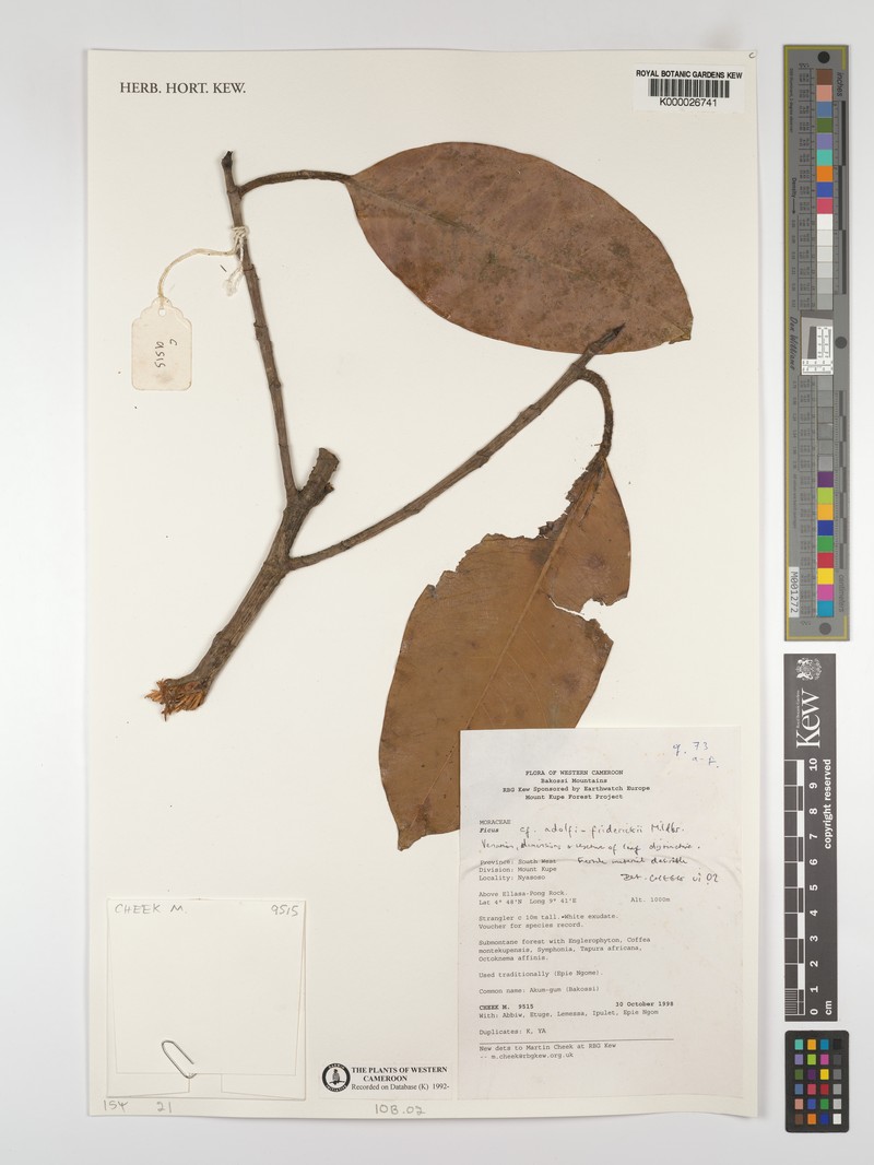 Ficus adolphi-friderici photo 2