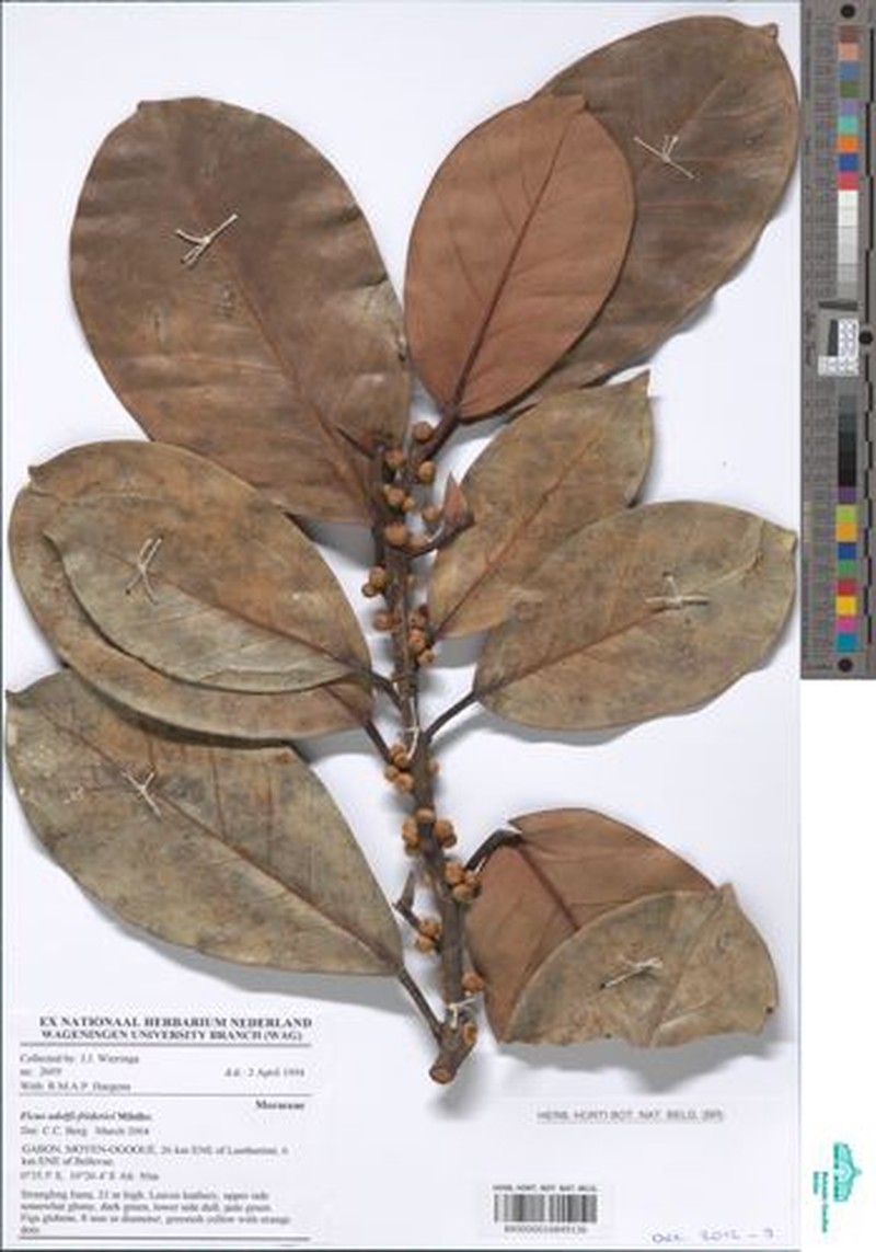Ficus adolphi-friderici photo 3