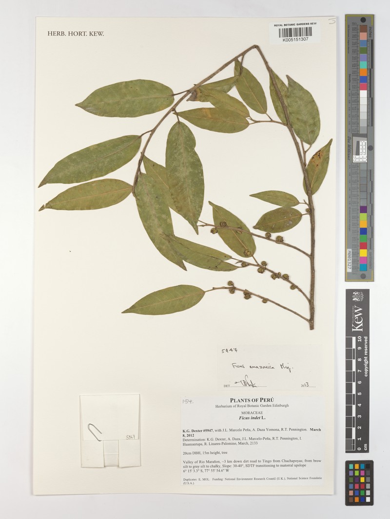 Ficus aequatorialis