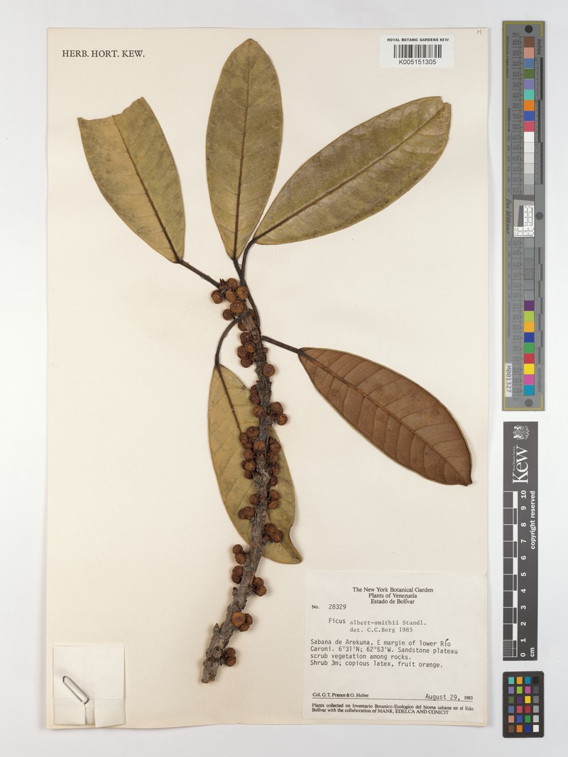 Ficus aequatorialis photo 2