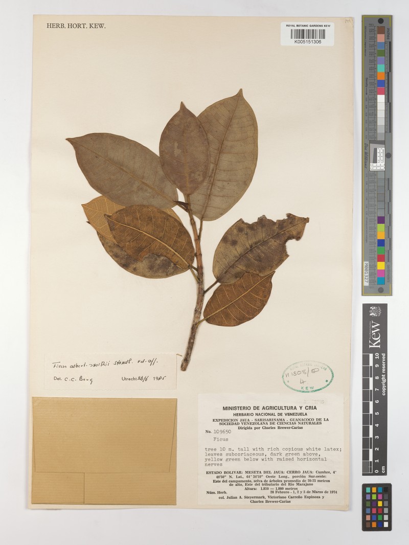 Ficus aequatorialis photo 3