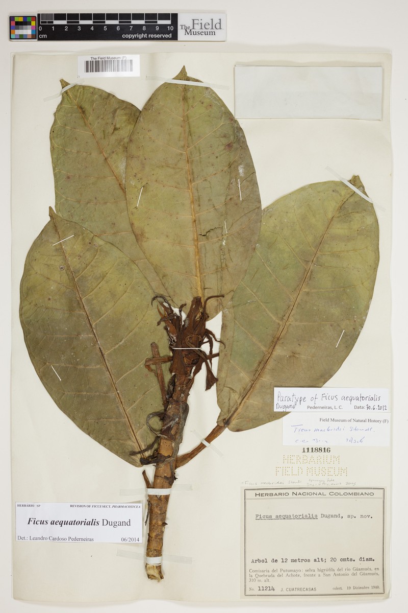Ficus aequatorialis photo 4