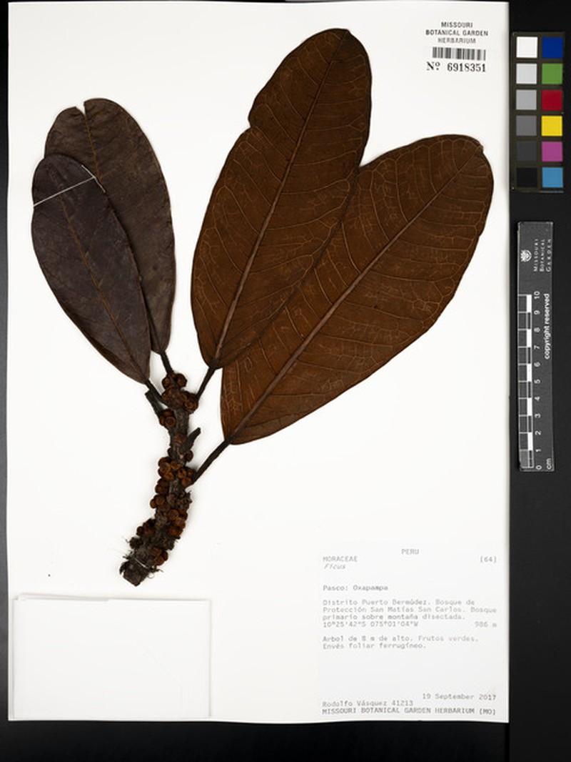 Ficus albert-smithii photo 5