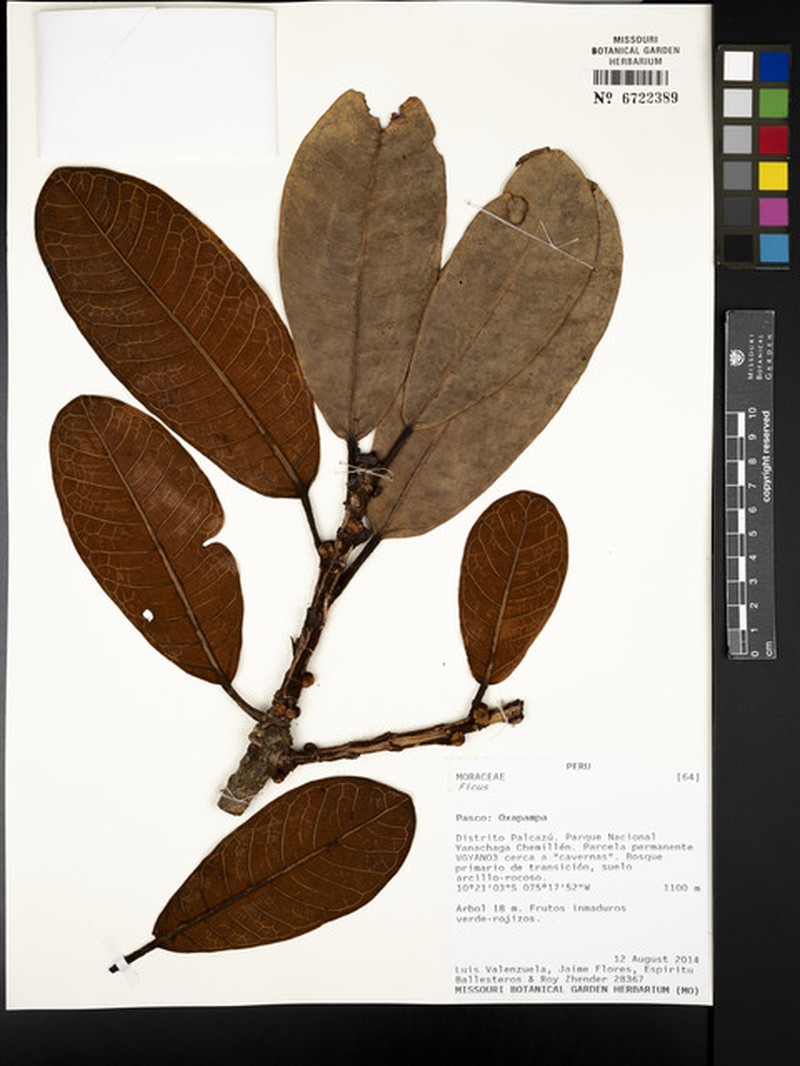Ficus albert-smithii photo 7