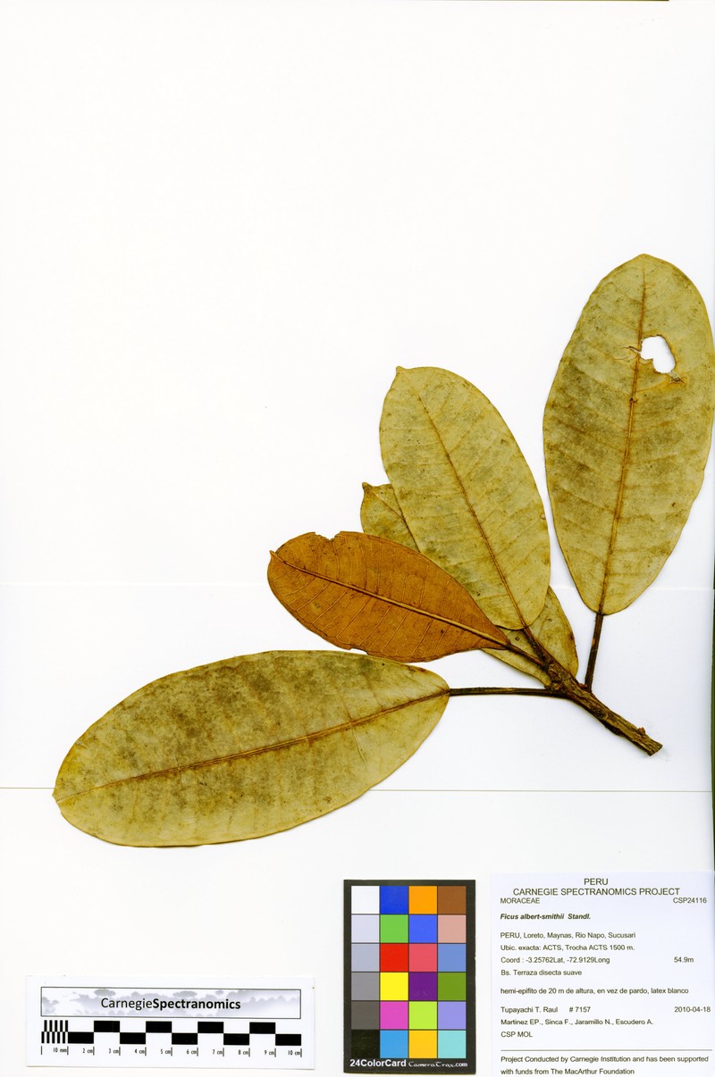 Ficus albert-smithii photo 8