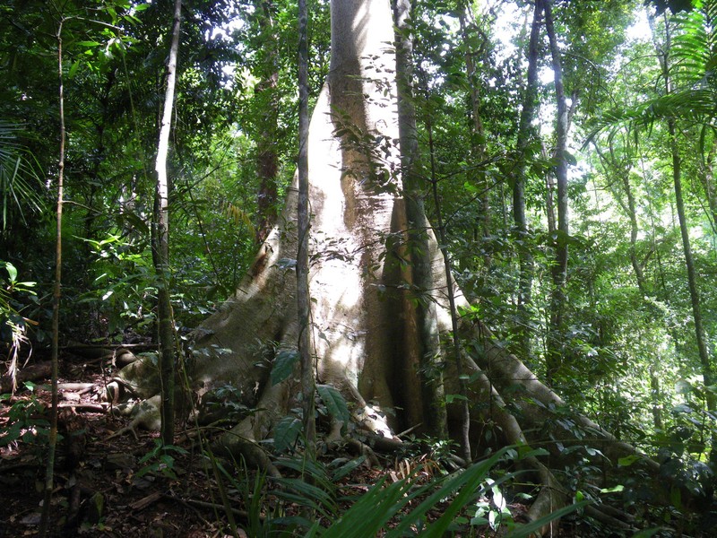 Ficus albipila