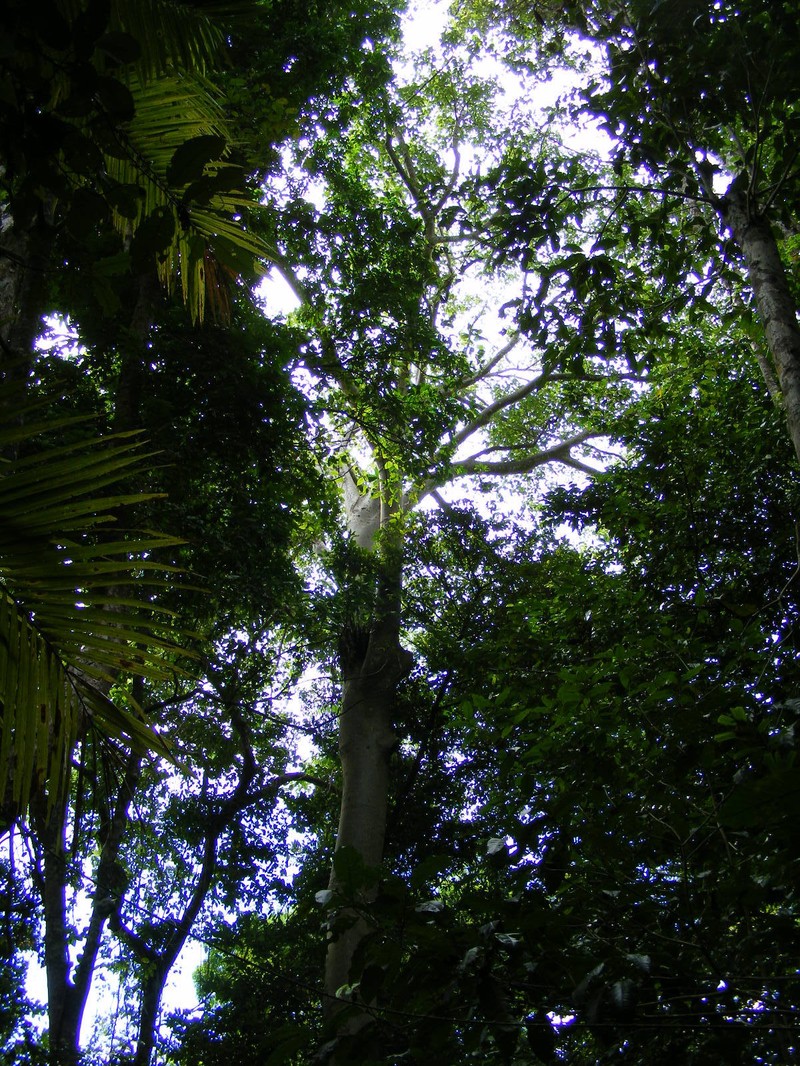 Ficus albipila photo 2