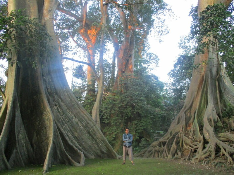Ficus albipila photo 3
