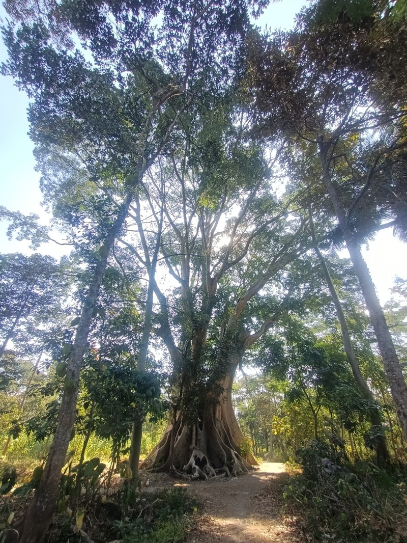 Ficus albipila photo 4