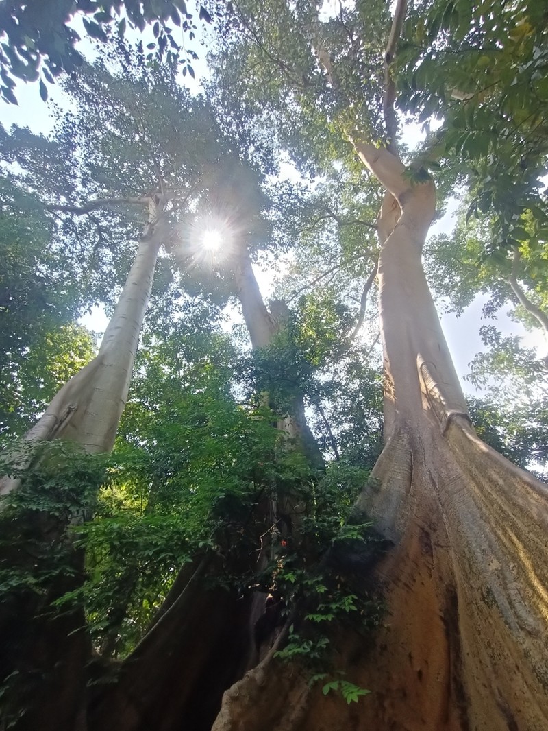 Ficus albipila photo 5