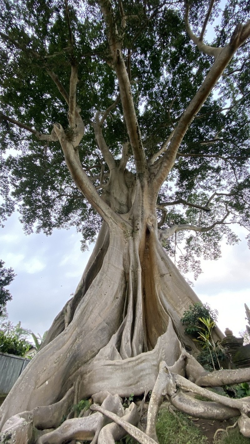 Ficus albipila photo 6
