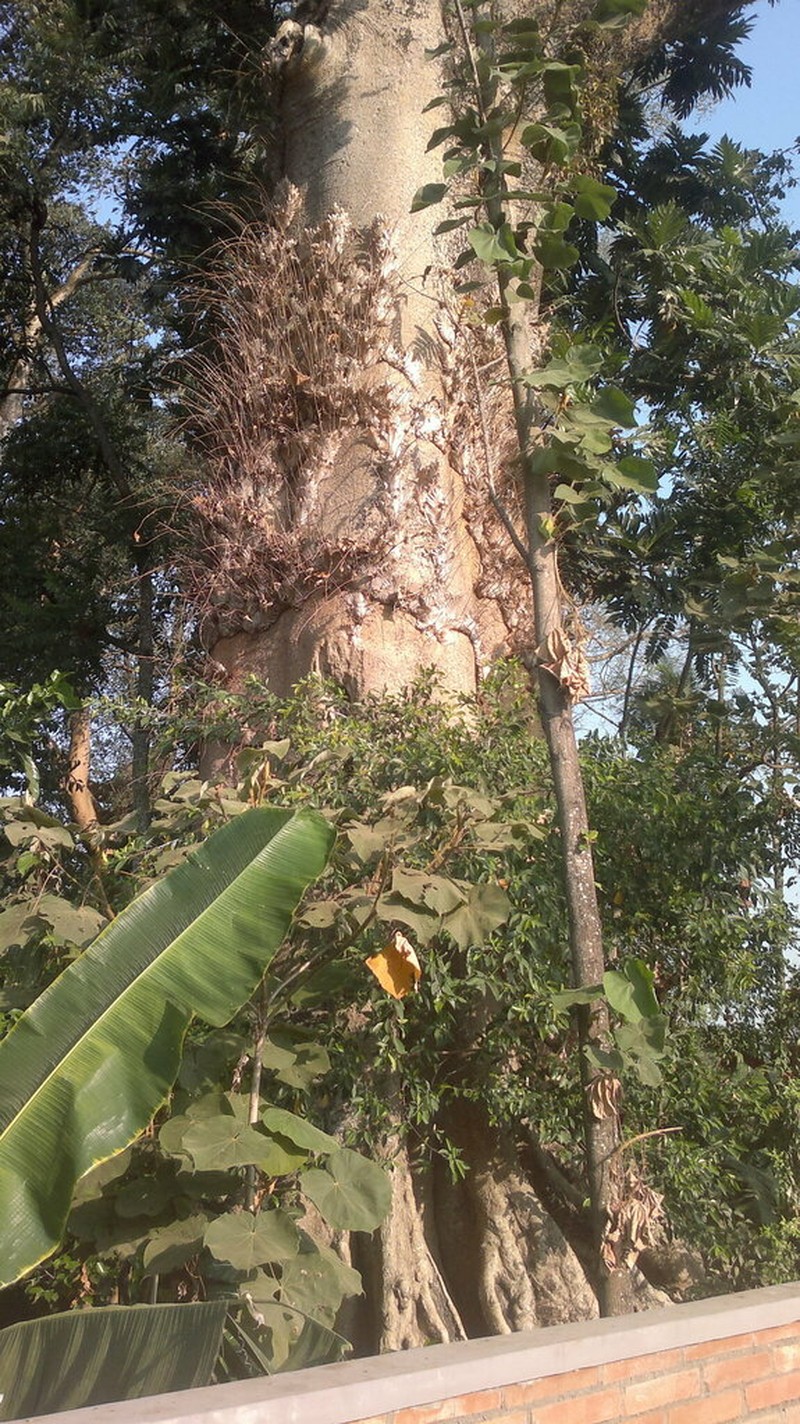 Ficus albipila photo 7
