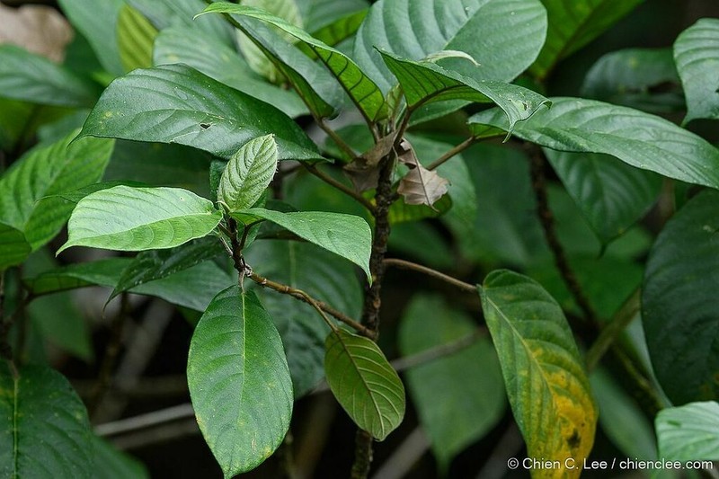 Ficus albomaculata photo 2