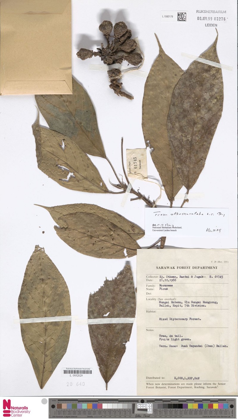 Ficus albomaculata photo 3