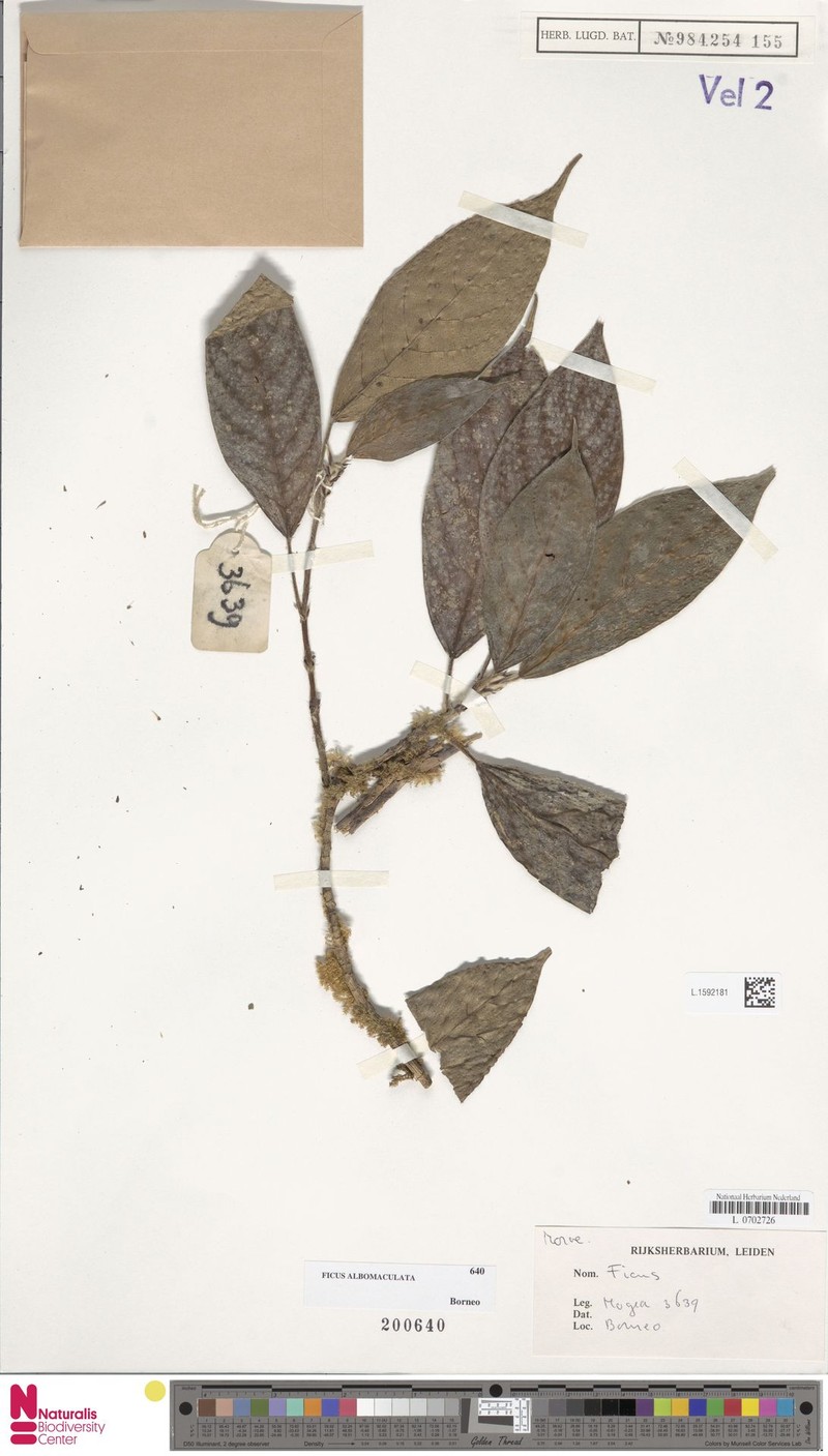Ficus albomaculata photo 4