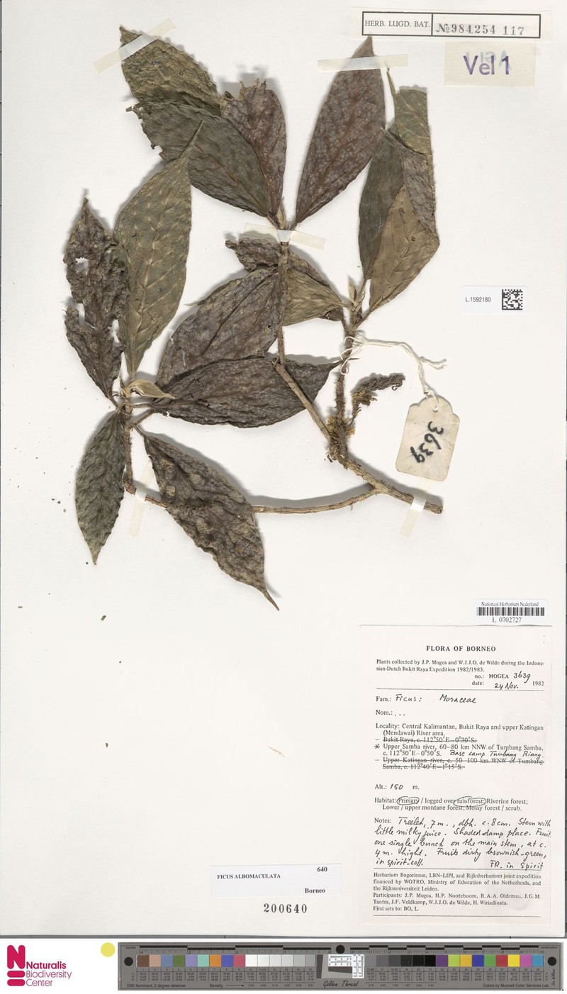 Ficus albomaculata photo 5