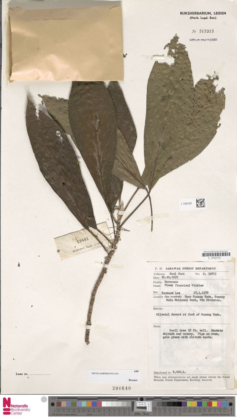 Ficus albomaculata photo 6
