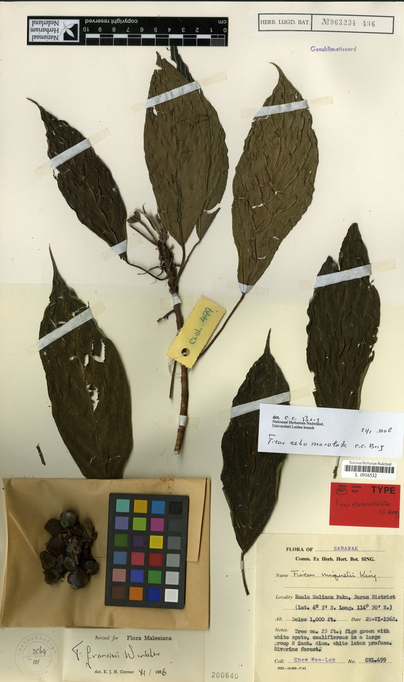 Ficus albomaculata photo 7