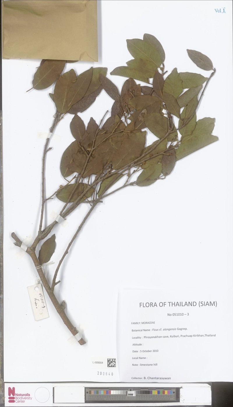 Ficus alongensis photo 2