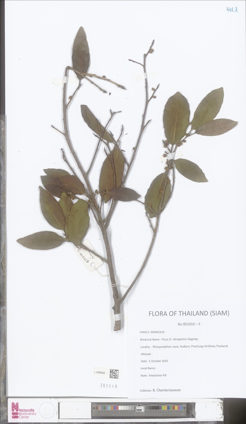 Ficus alongensis photo 3