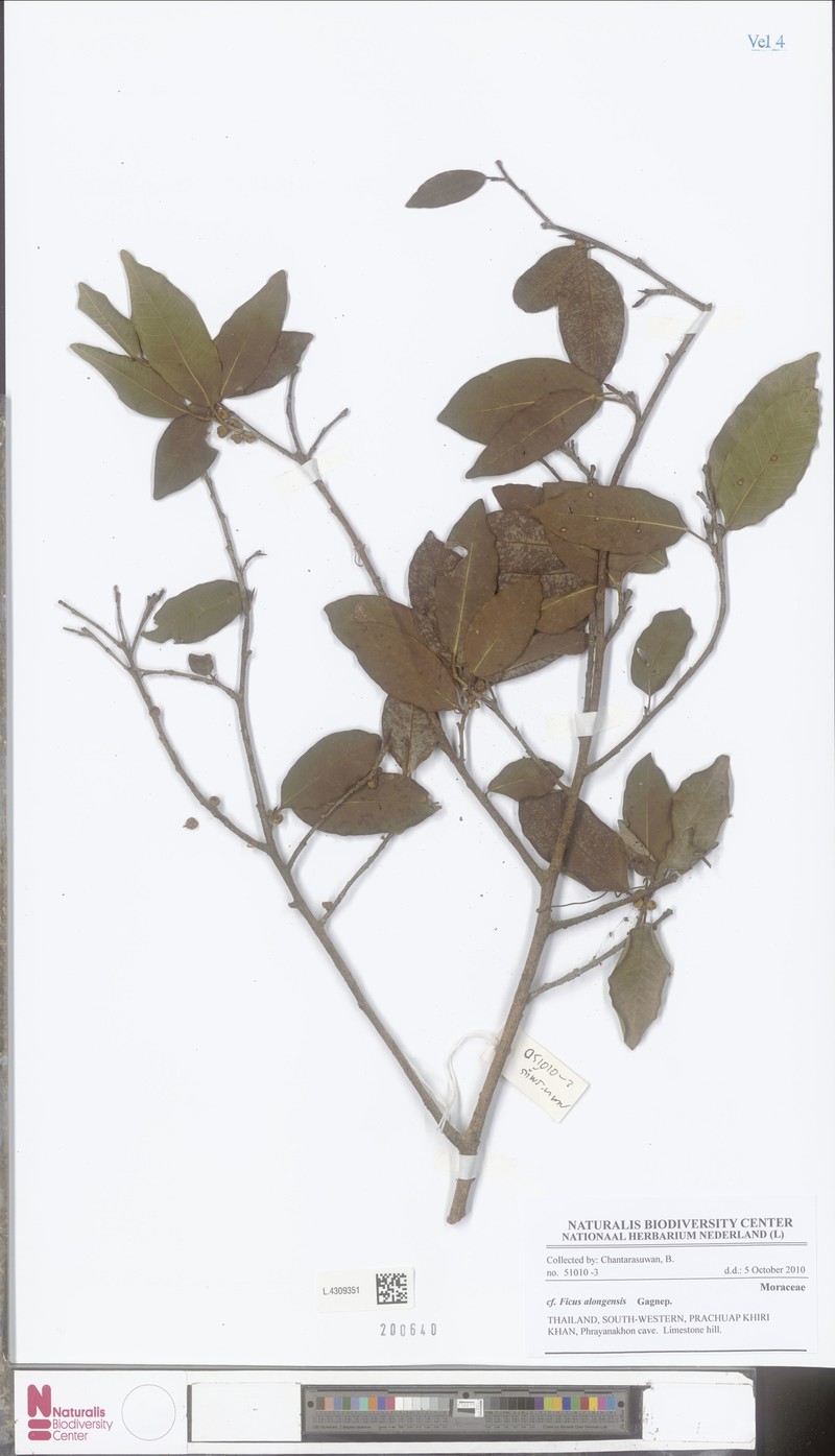 Ficus alongensis photo 4