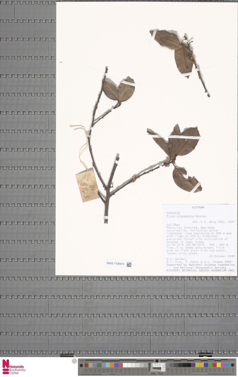 Ficus alongensis photo 5