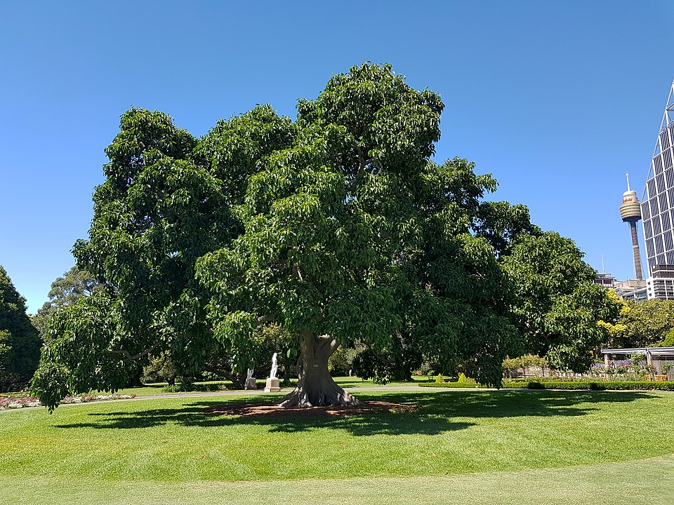 Council Tree photo 3