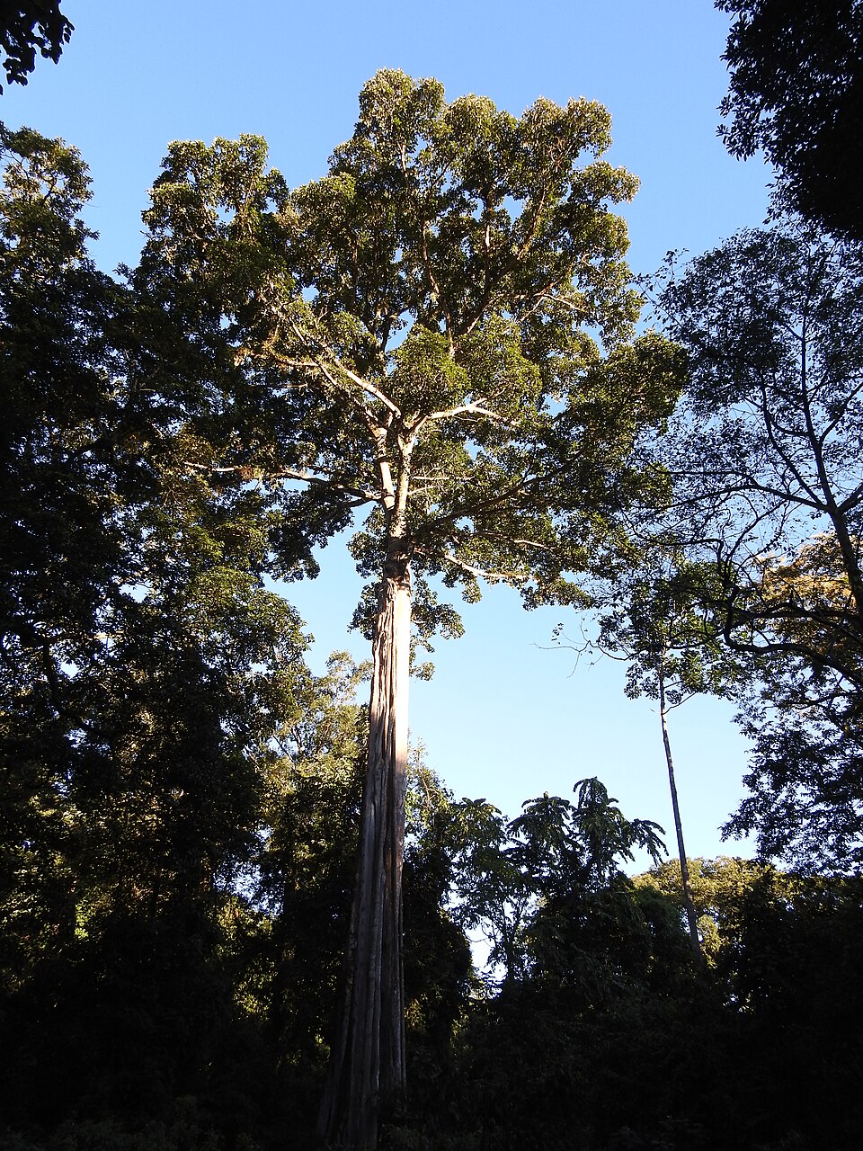 Council Tree photo 4