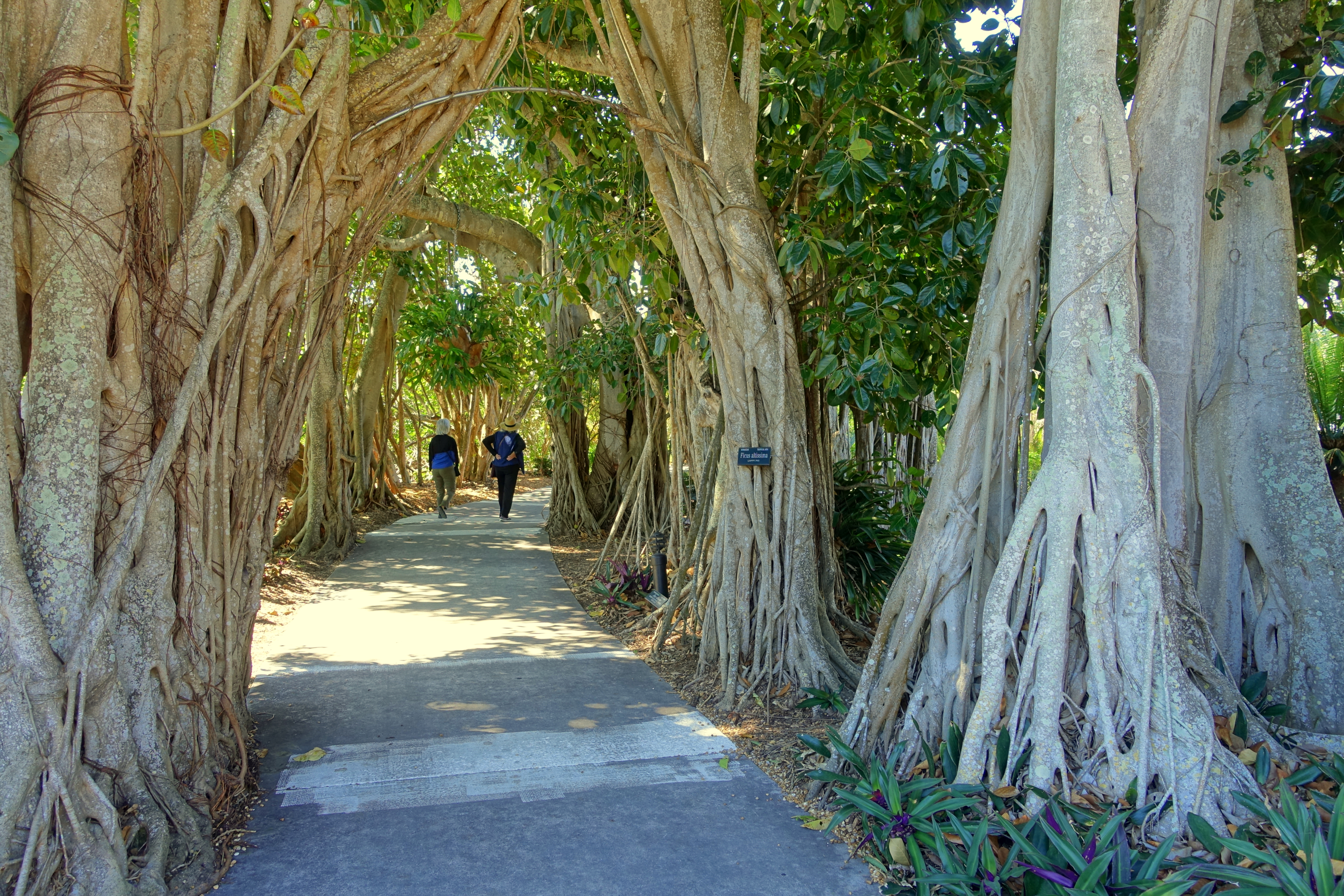 Council Tree photo 5